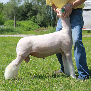 Silver Smith GeneticsSires