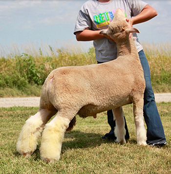Silver Smith Genetics Sires
