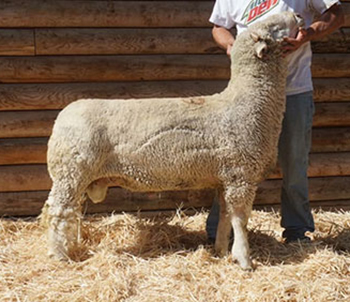 Silver Smith Genetics Sires