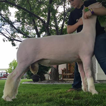 Silver Smith Genetics Sires