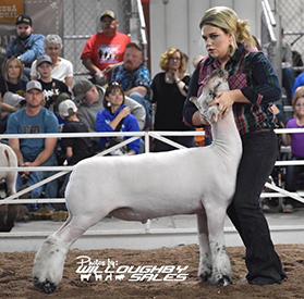 Silver Smith Genetics Winners