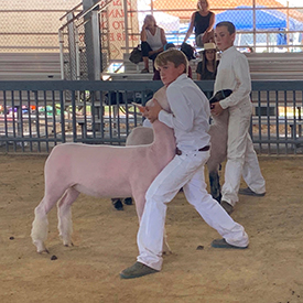 Silver Smith Genetics Winners